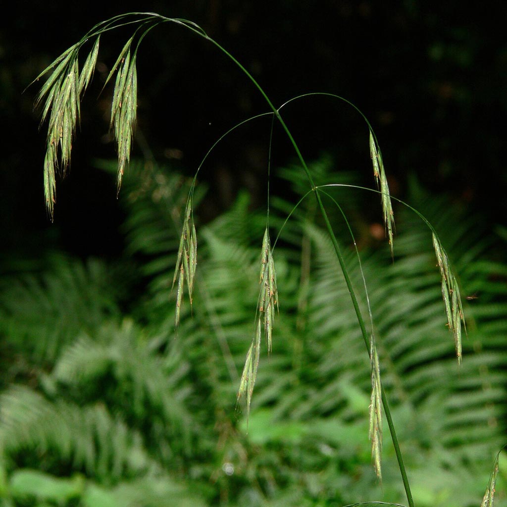 Brome
