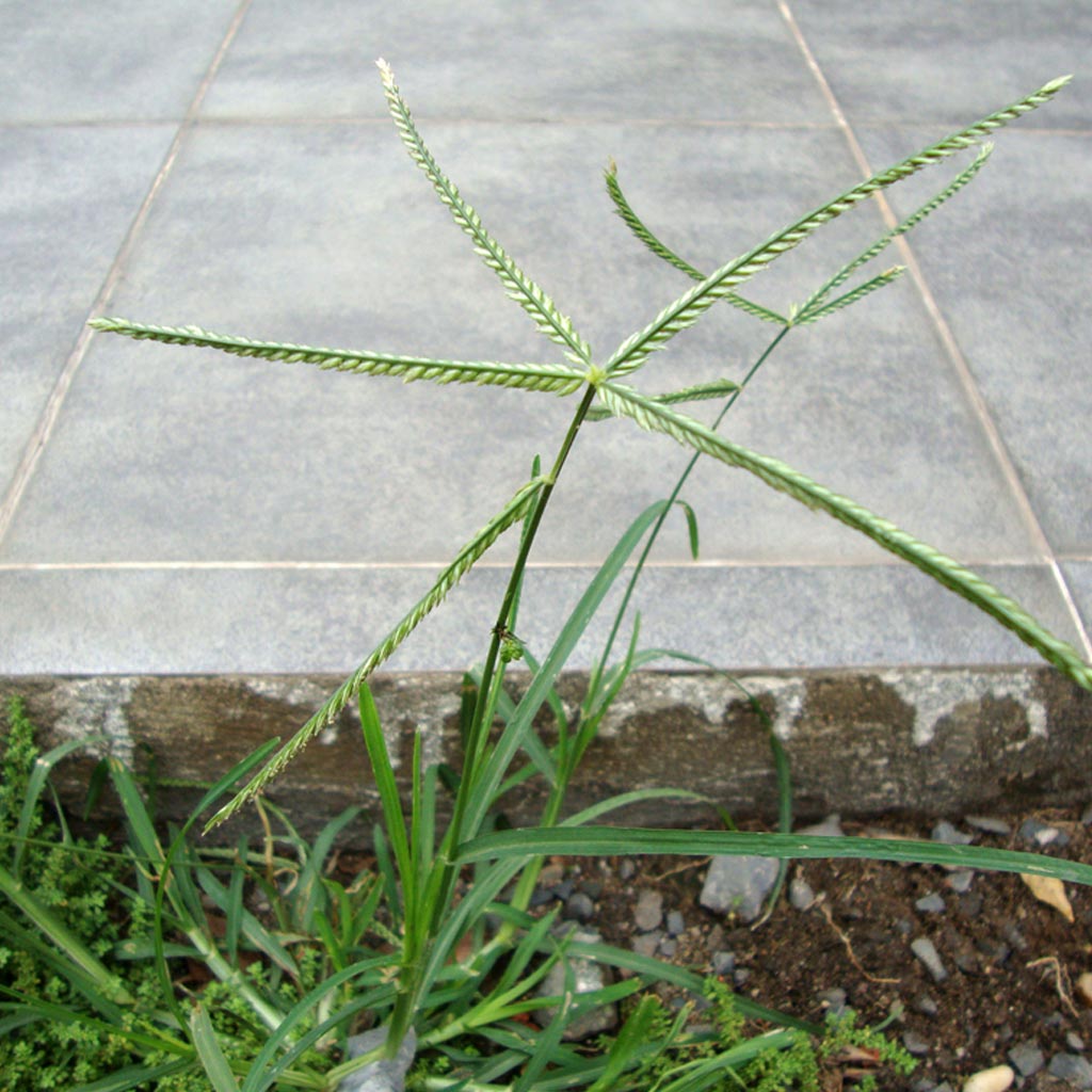 Bermuda Hay
