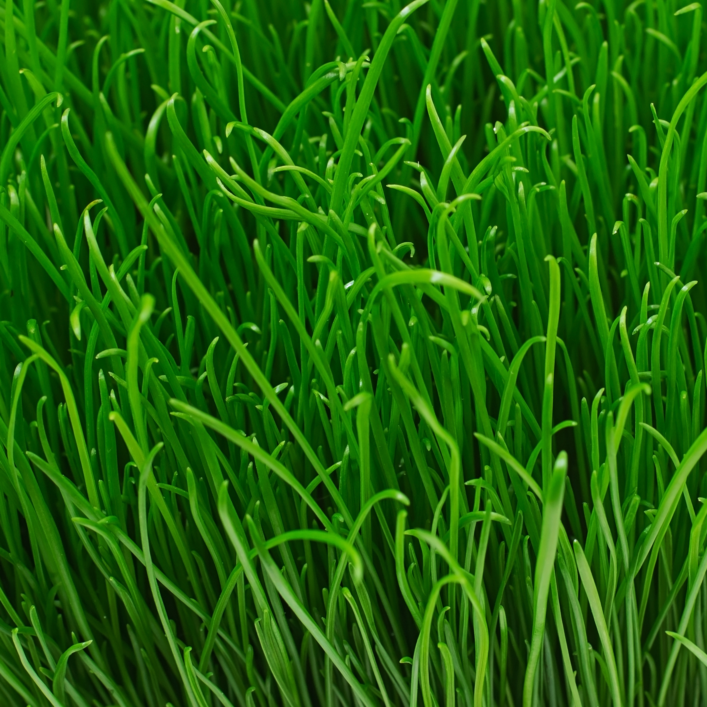 Wheat Hay