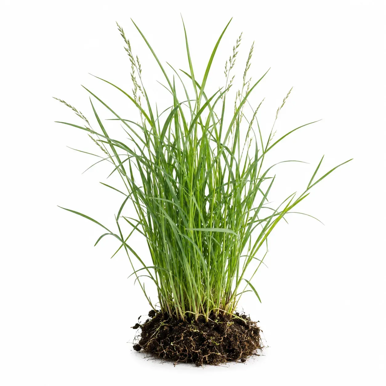 Pangola grass