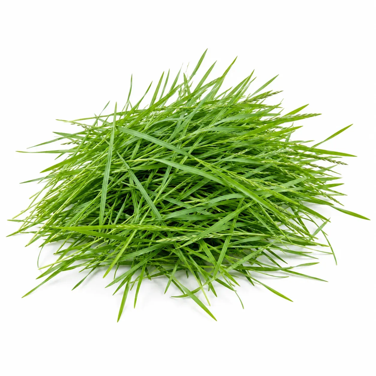 Ryegrass