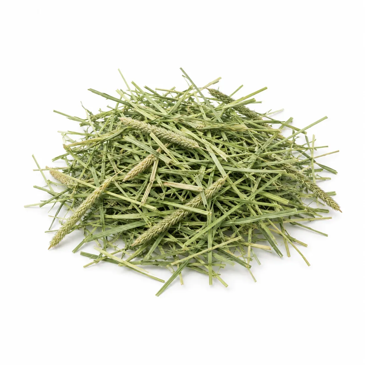Timothy Hay