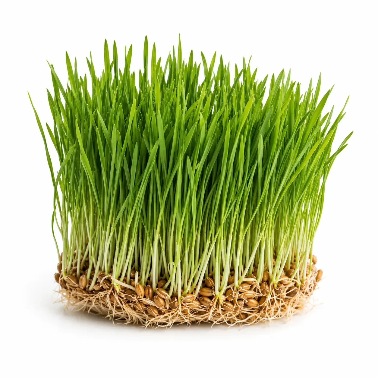 Wheat Hay