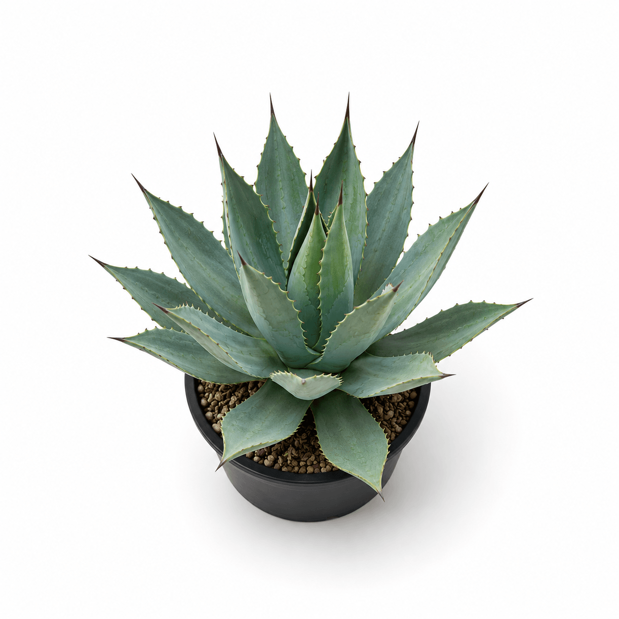 Agave