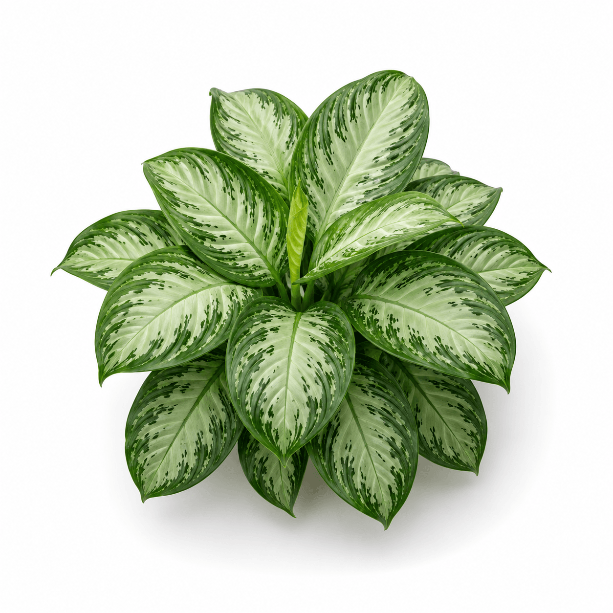 Aglaonema