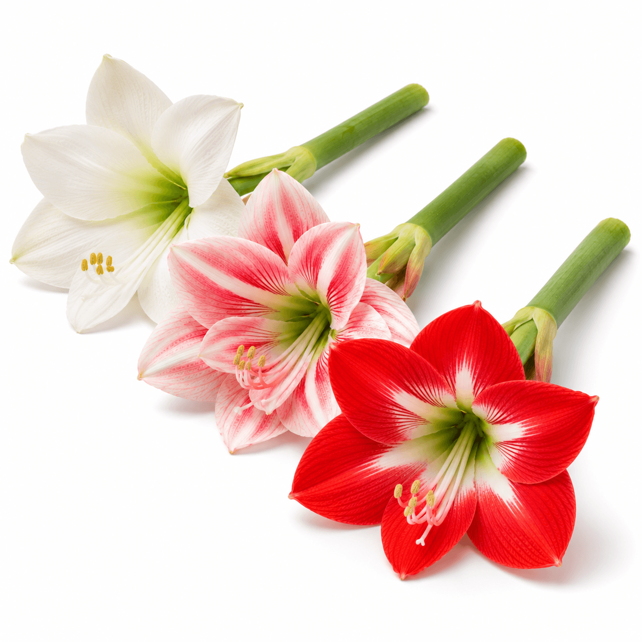 Amaryllis