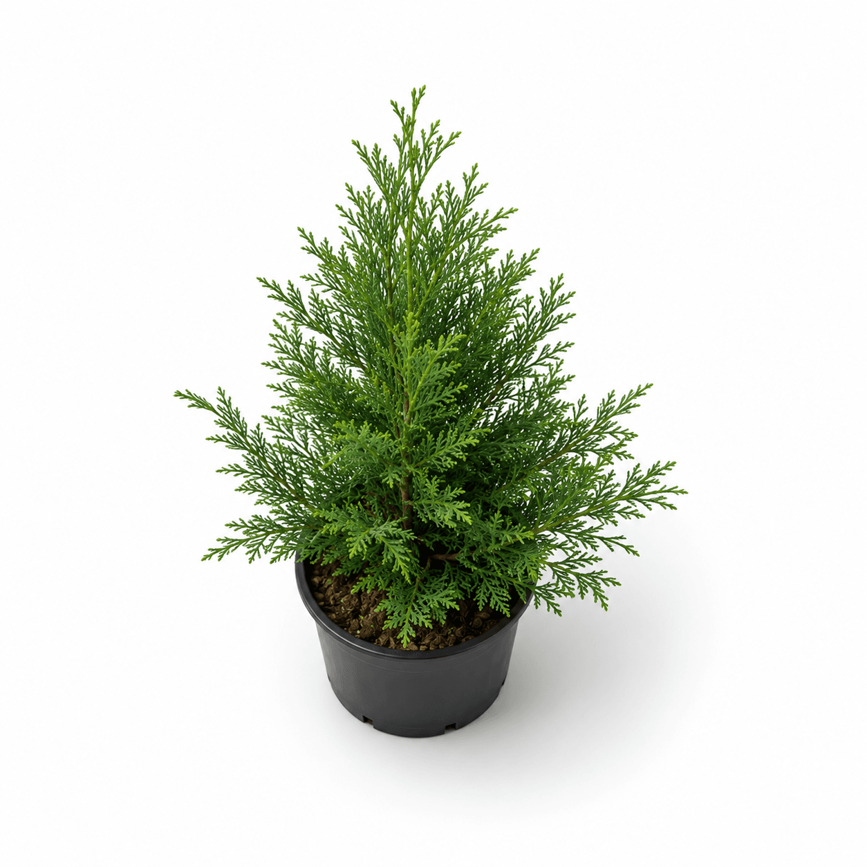 Arborvitae