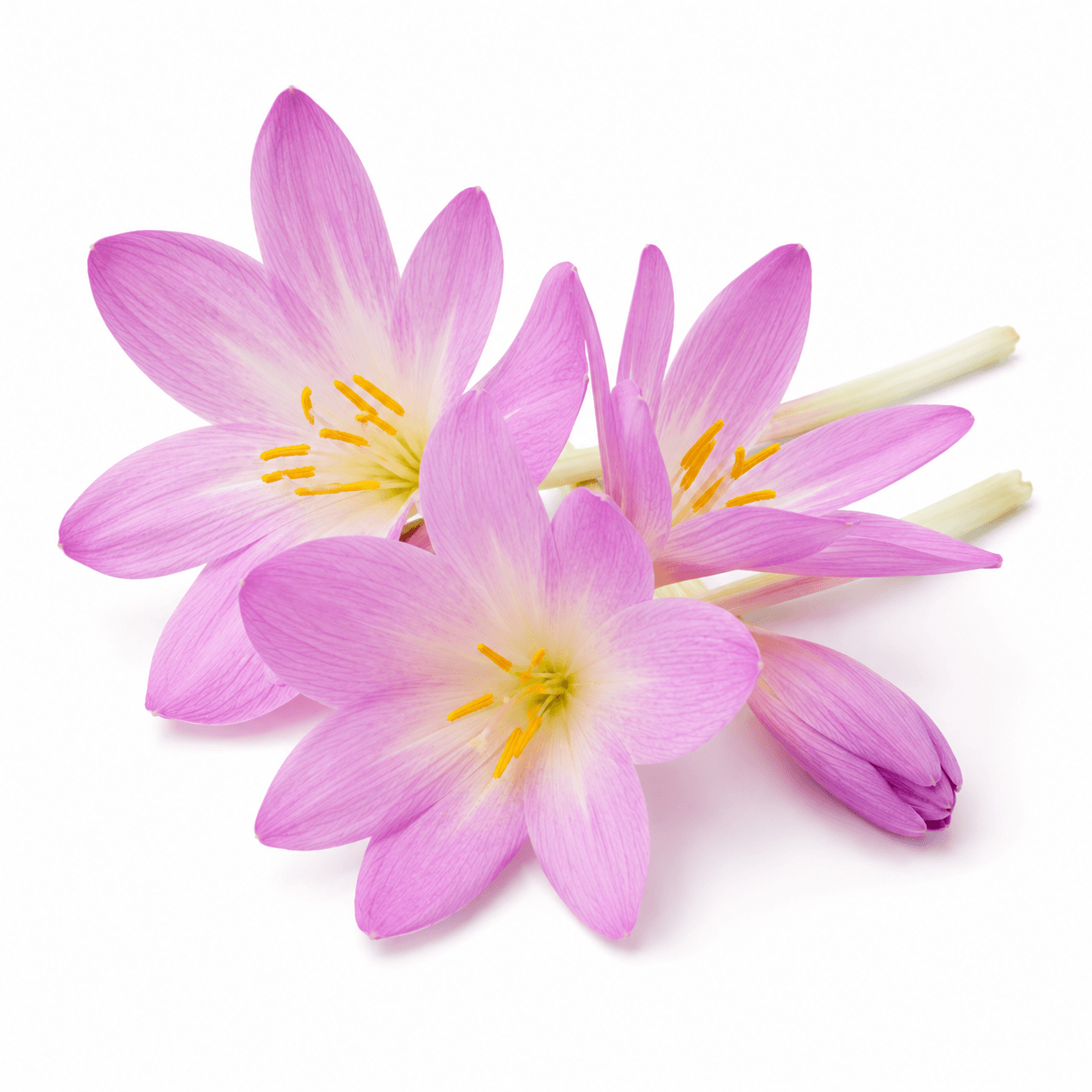 Autumn Crocus