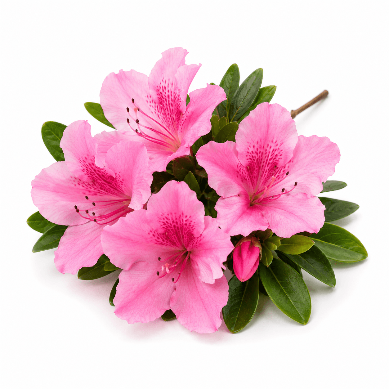 Azalea / Rhododendron