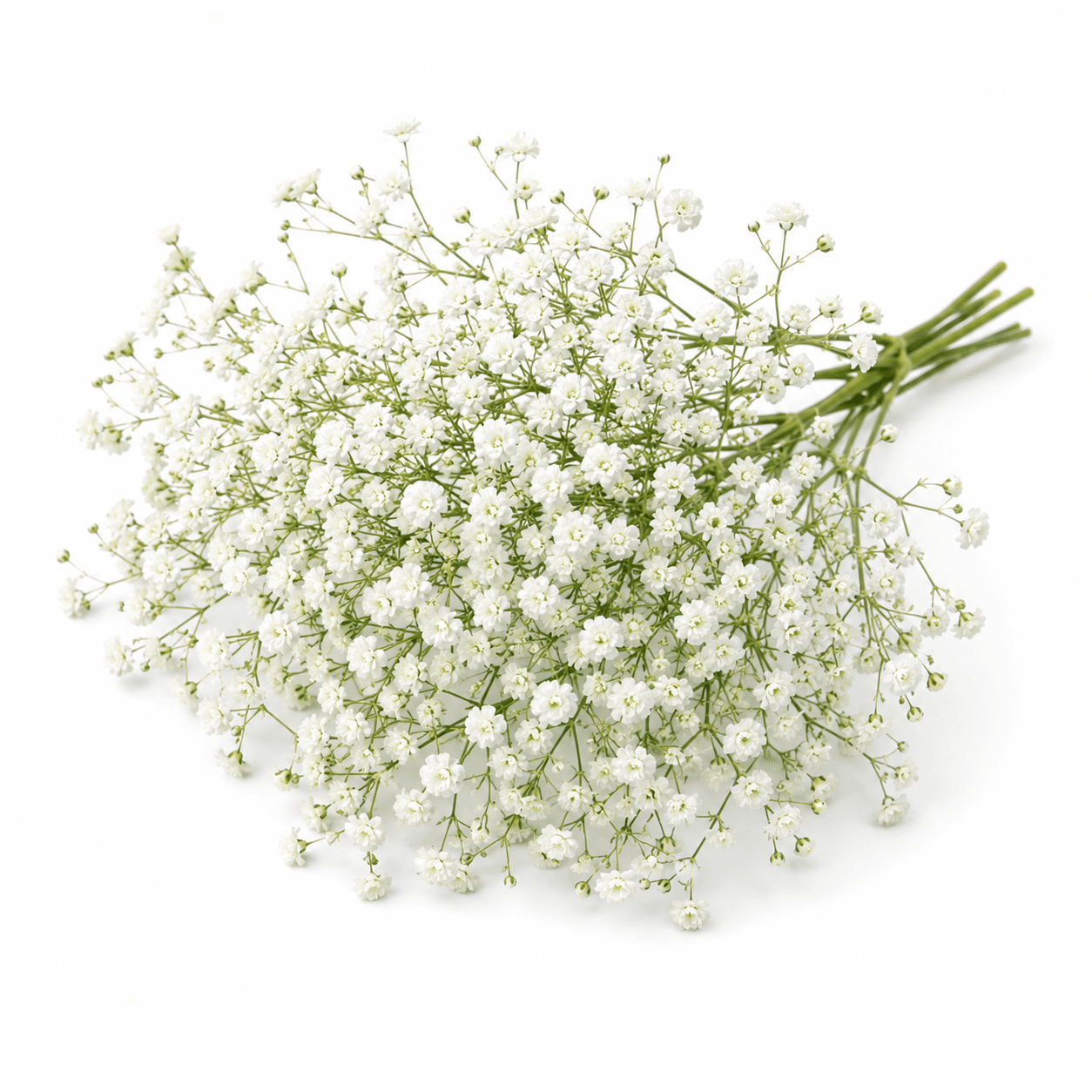 Baby's Breath (Gypsophila)