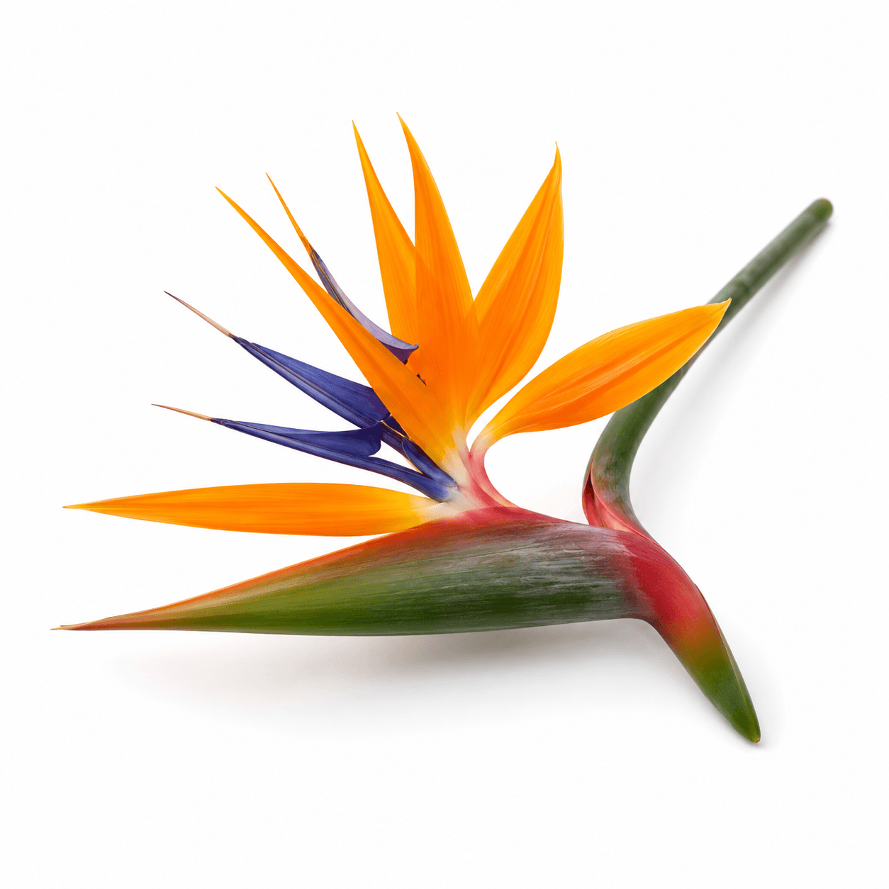 Bird of Paradise