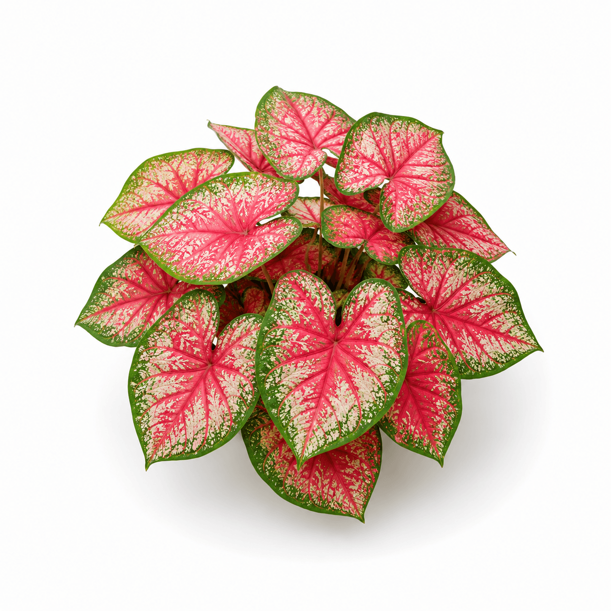 Caladium