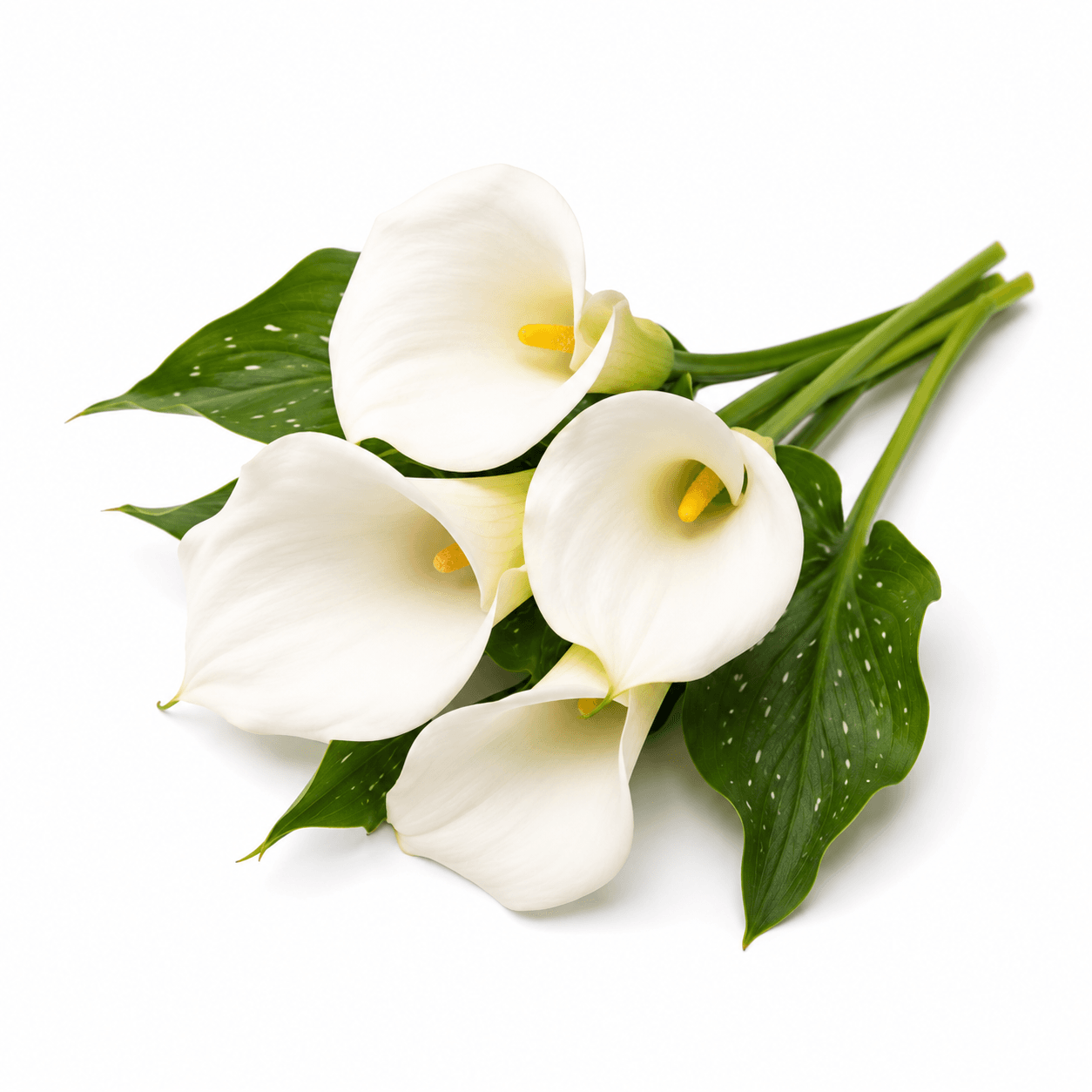 Calla Lily