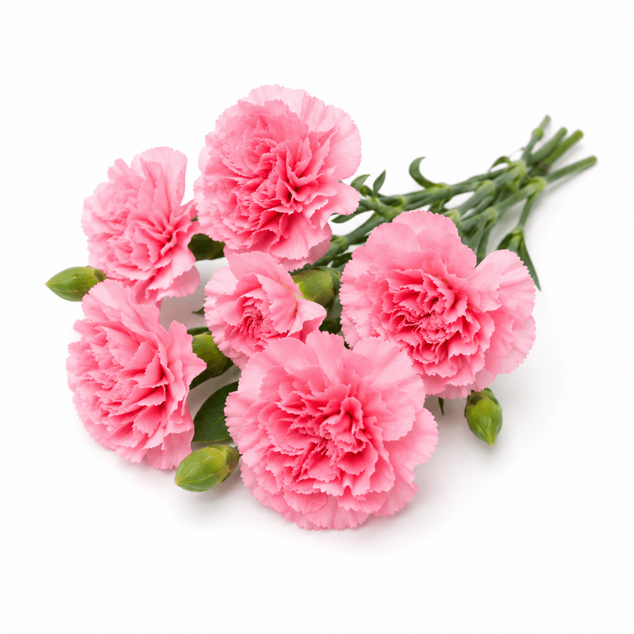 Carnation