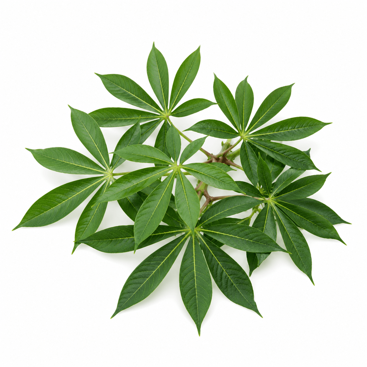 Cassava greens