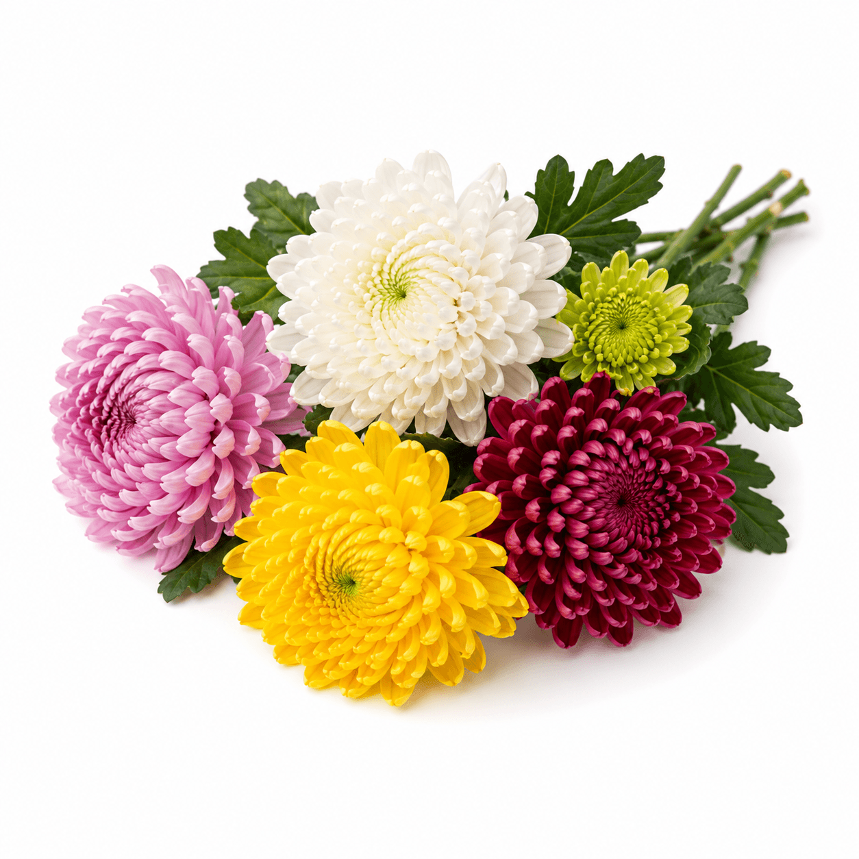Chrysanthemum