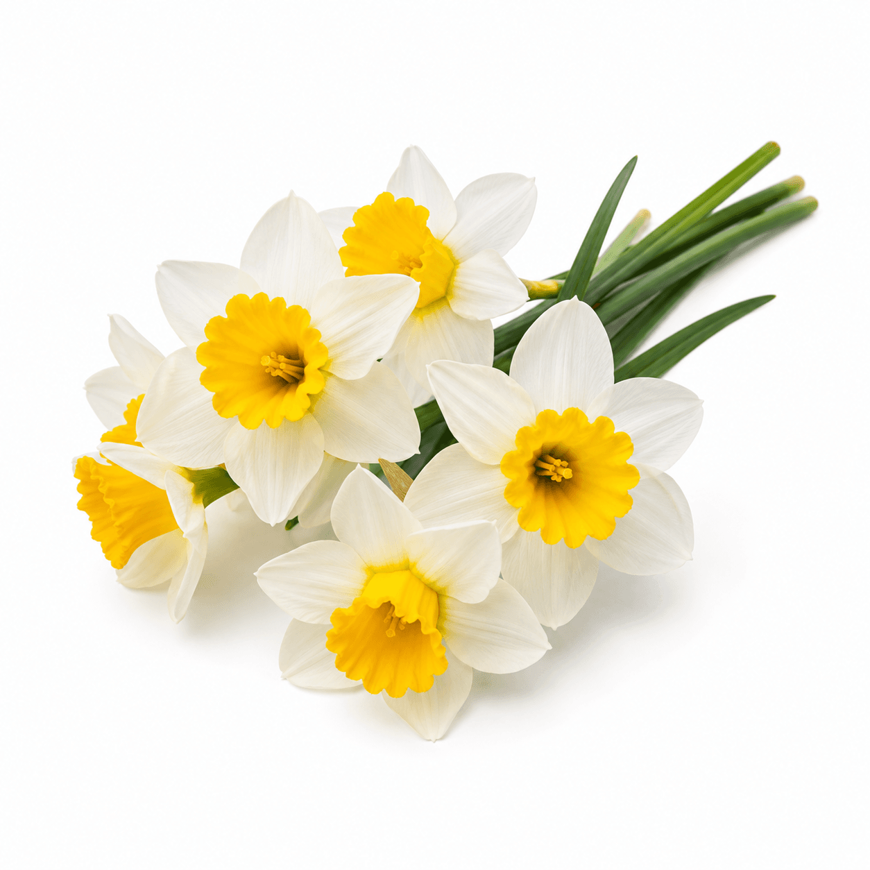 Daffodil / Narcissus