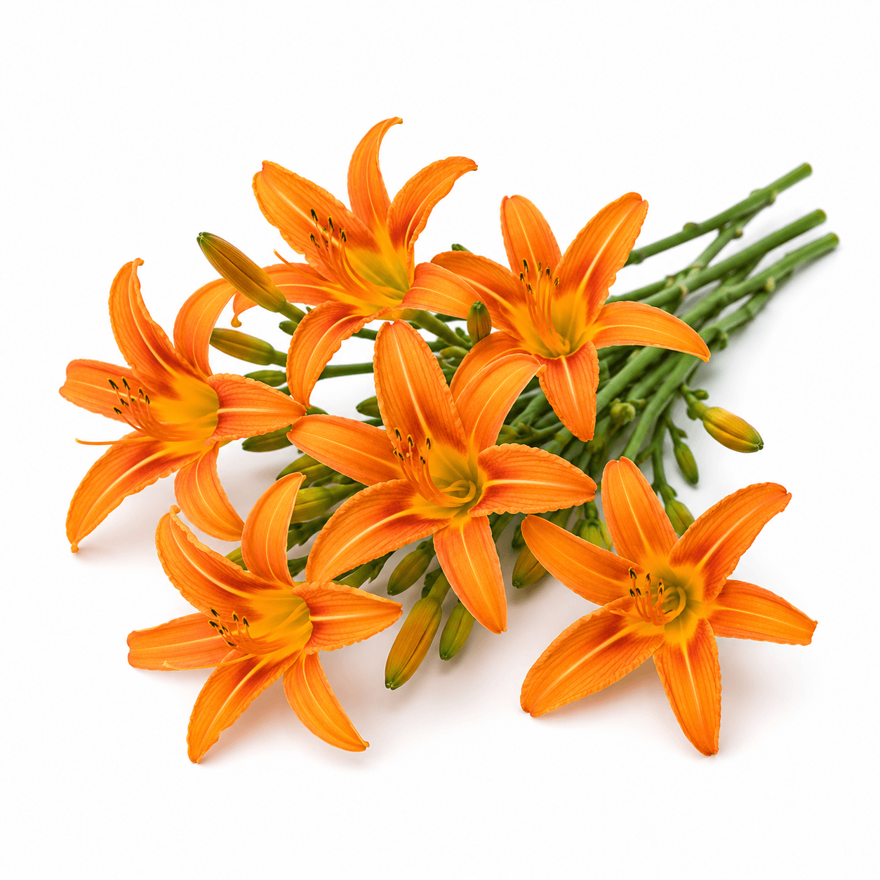 Daylily