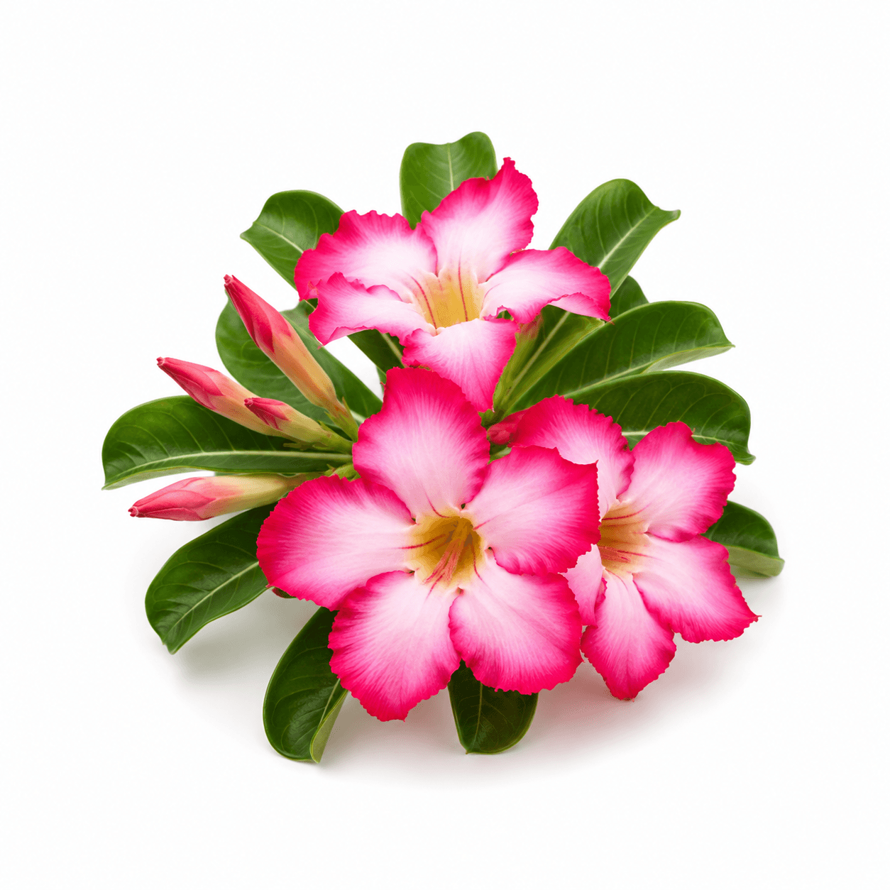 Desert Rose