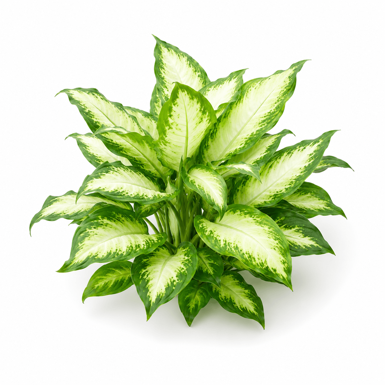 Dieffenbachia