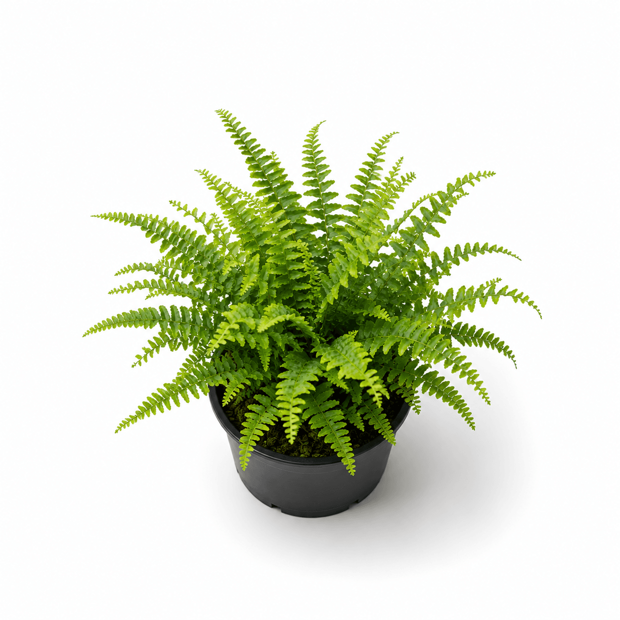 Ferns