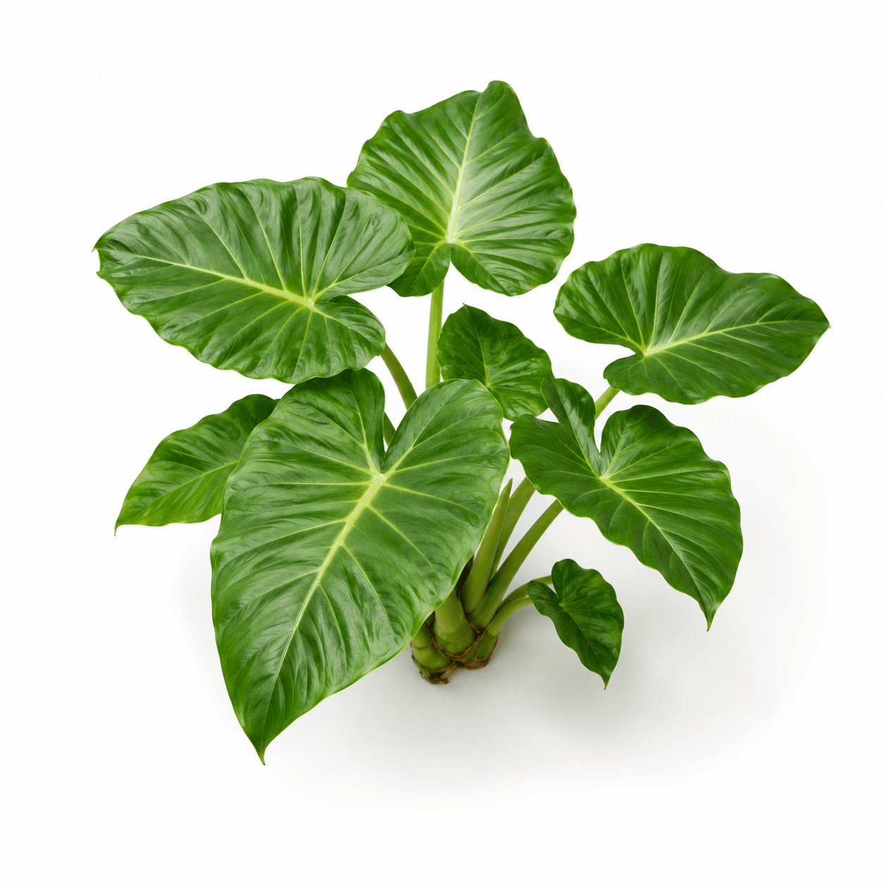 Giant Elephant Ear