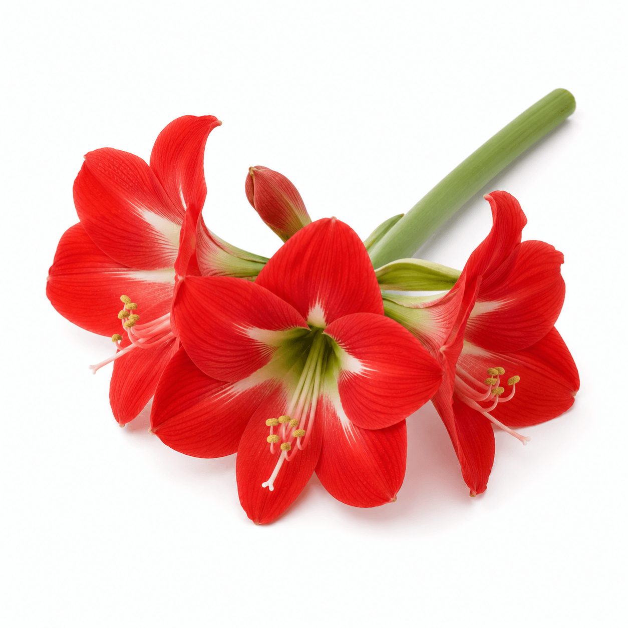 Hippeastrum