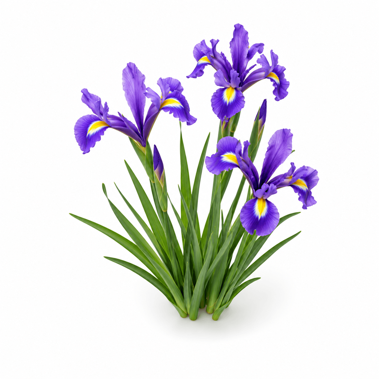 Iris