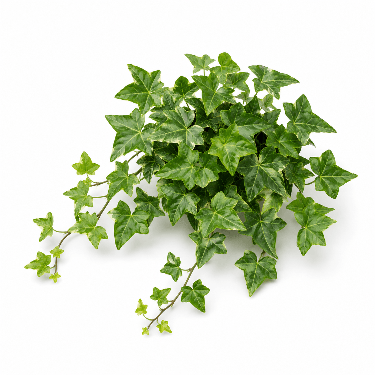 Ivy