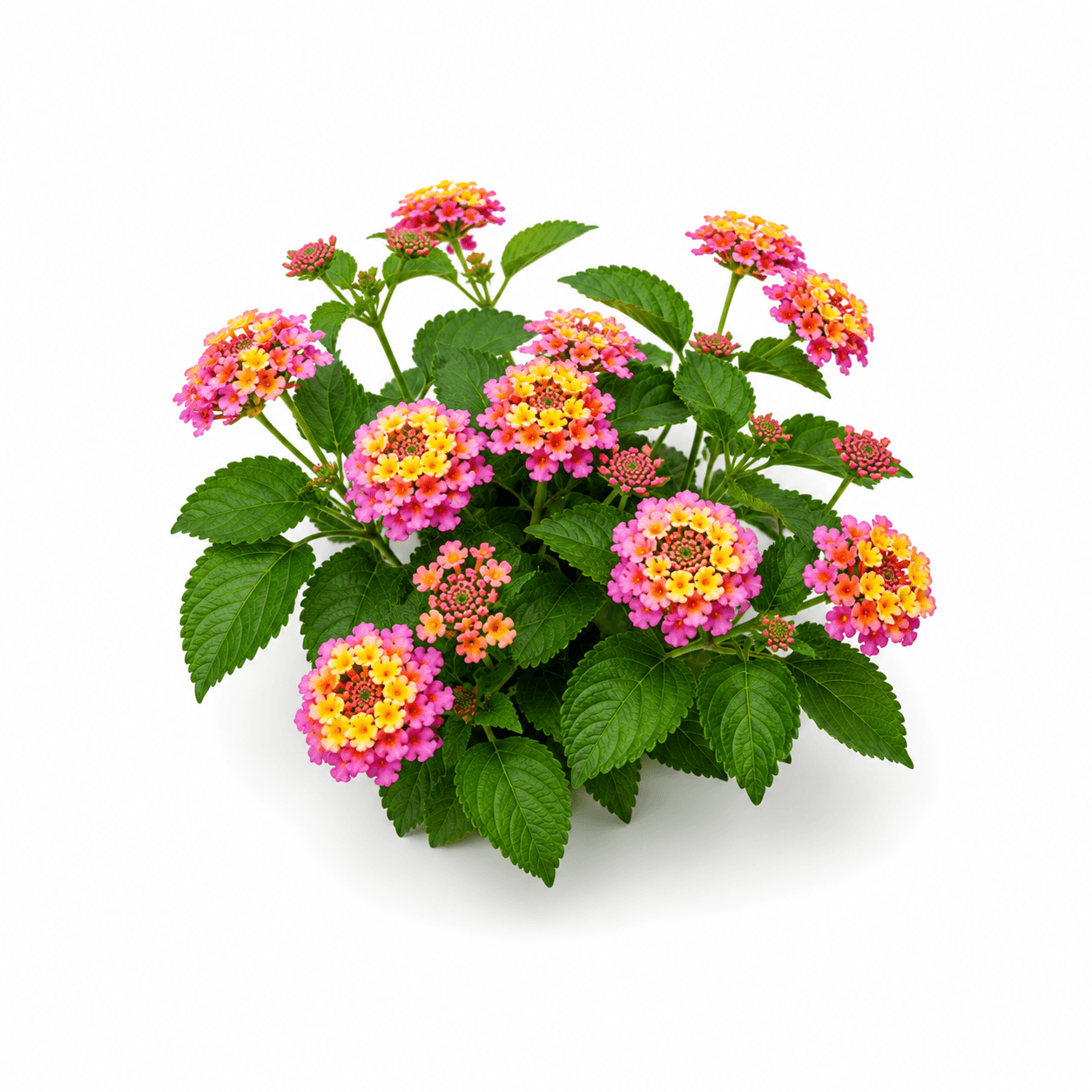 Lantana