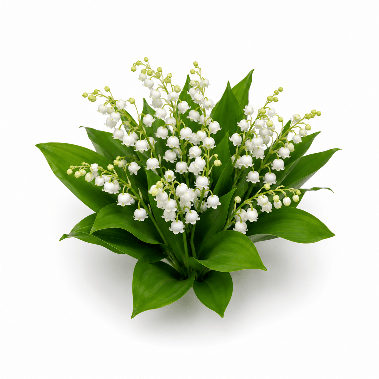 Lily of the Valley