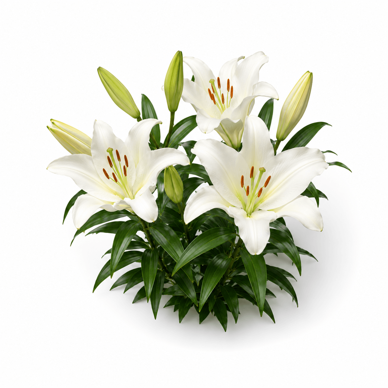 Lily