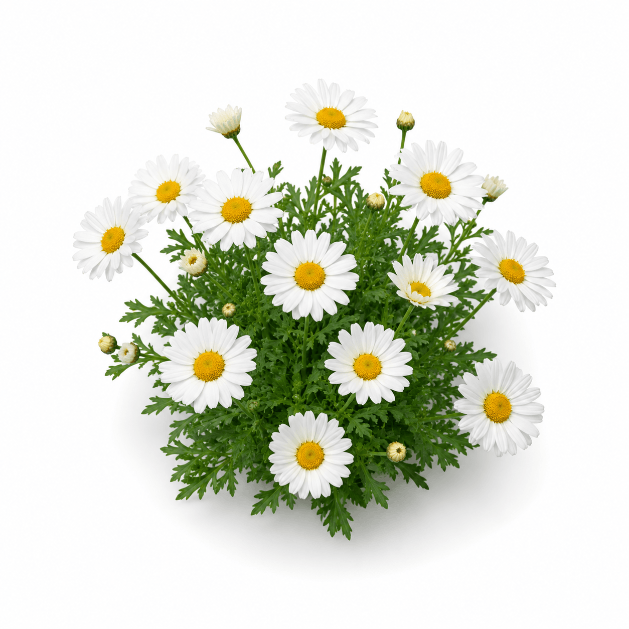 Marguerite Daisy
