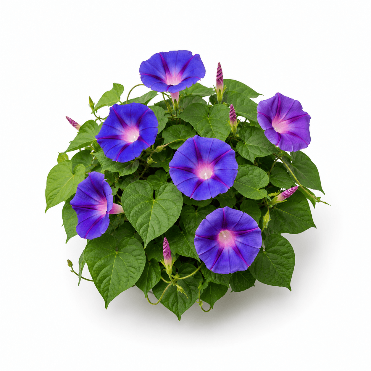 Morning Glory