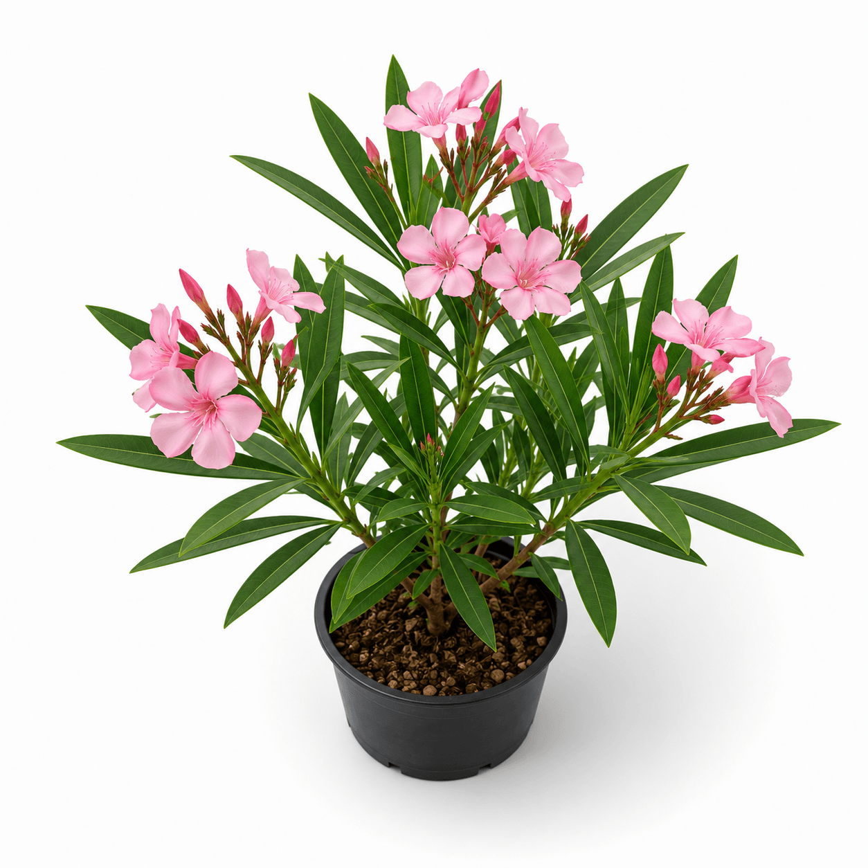 Oleander