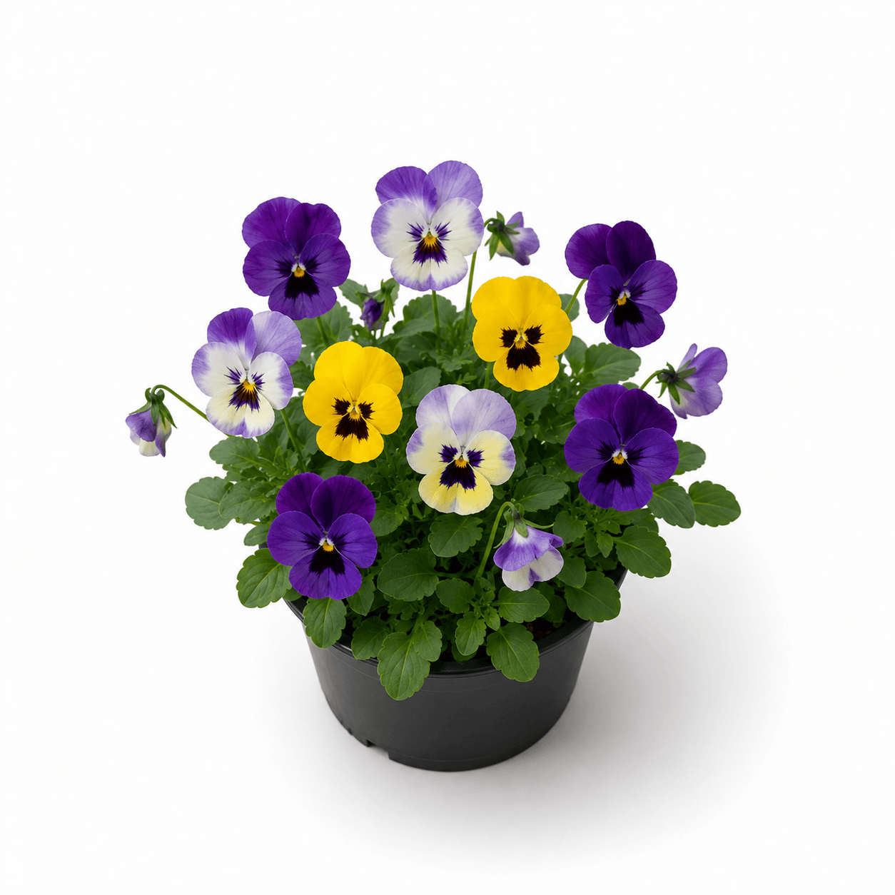 Pansy