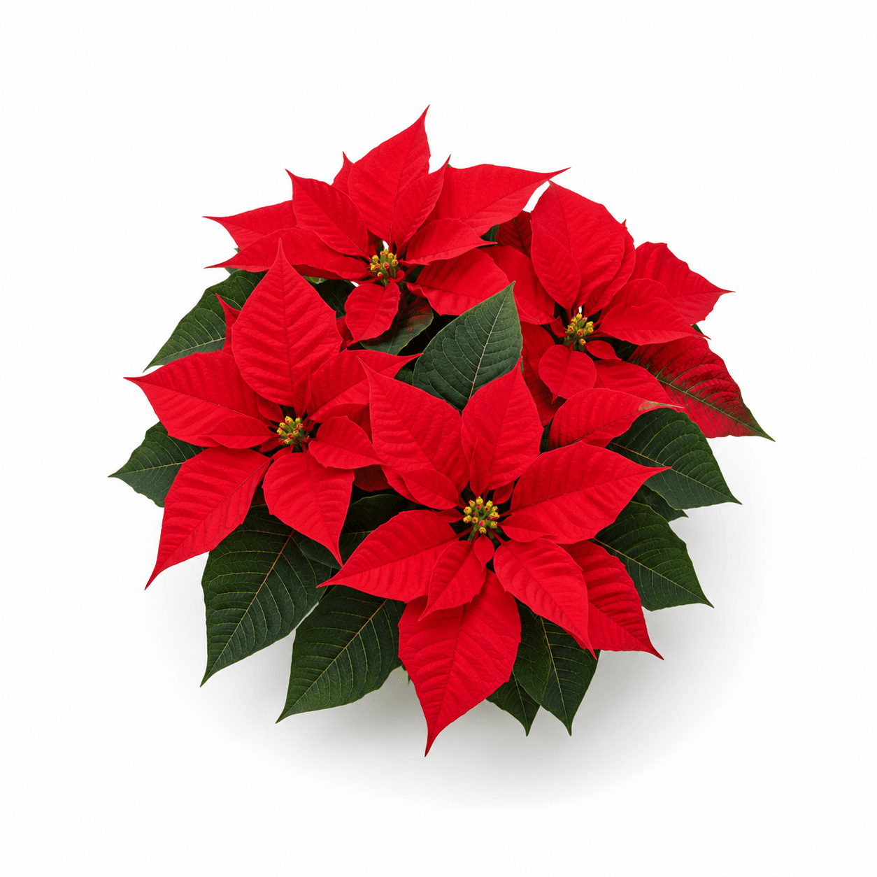 Poinsettia