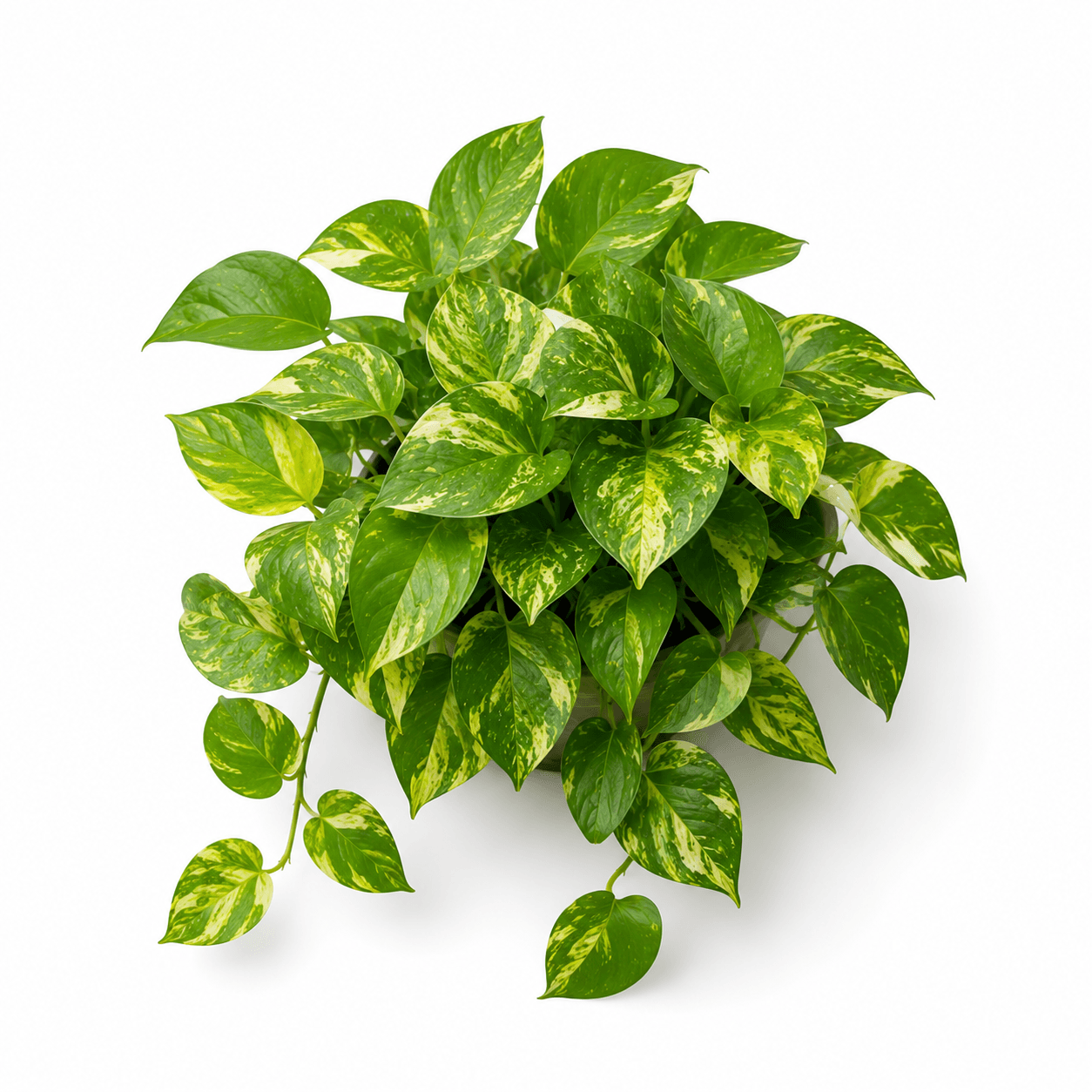 Pothos