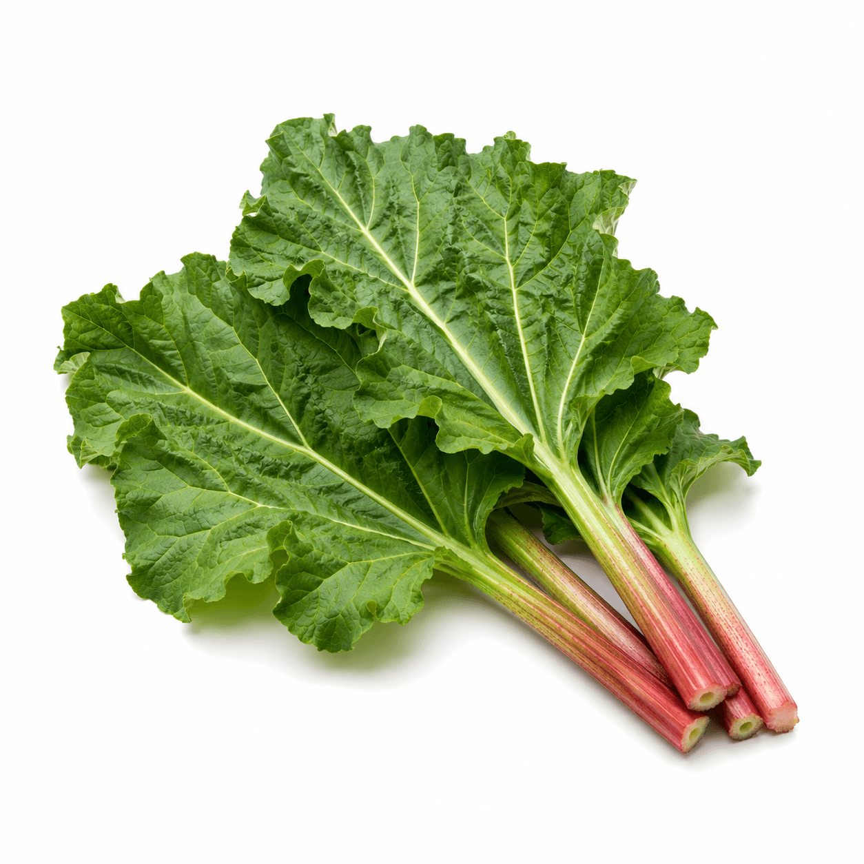Rhubarb Leaves