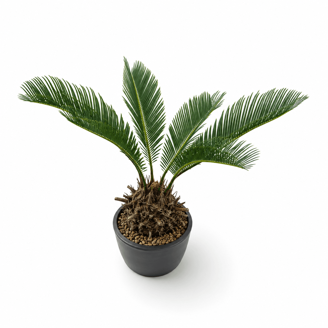 Sago Palm