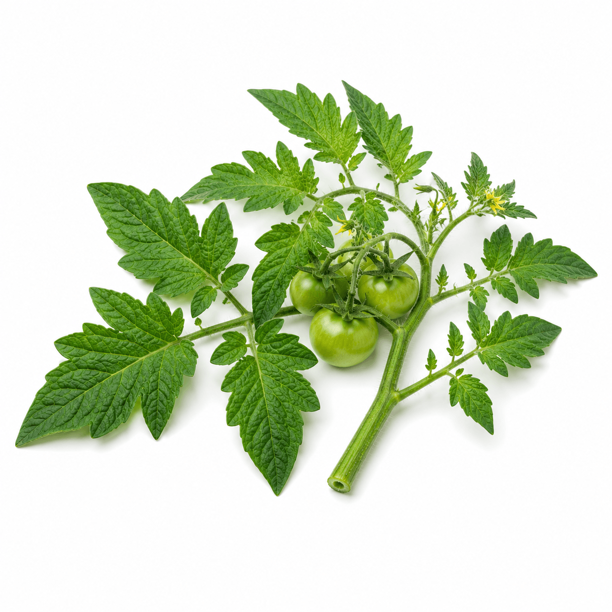 Tomato Leaves/Stems