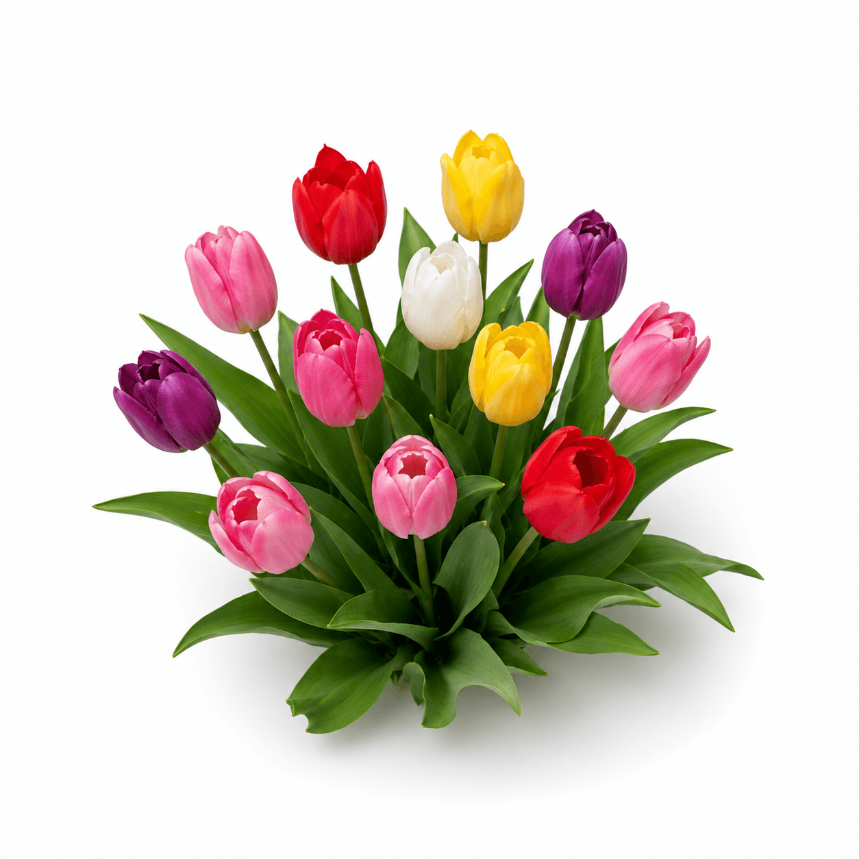 Tulip