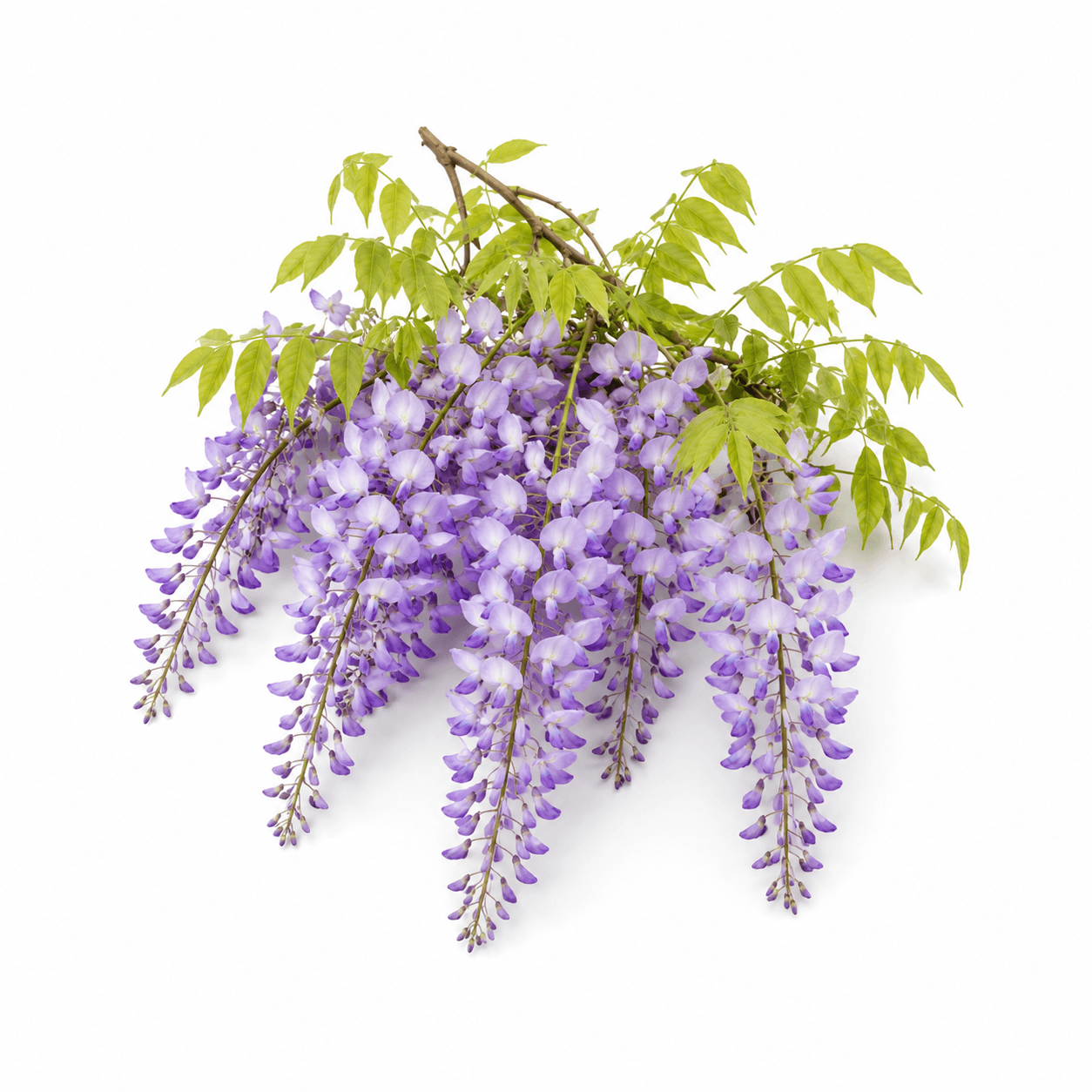 Wisteria