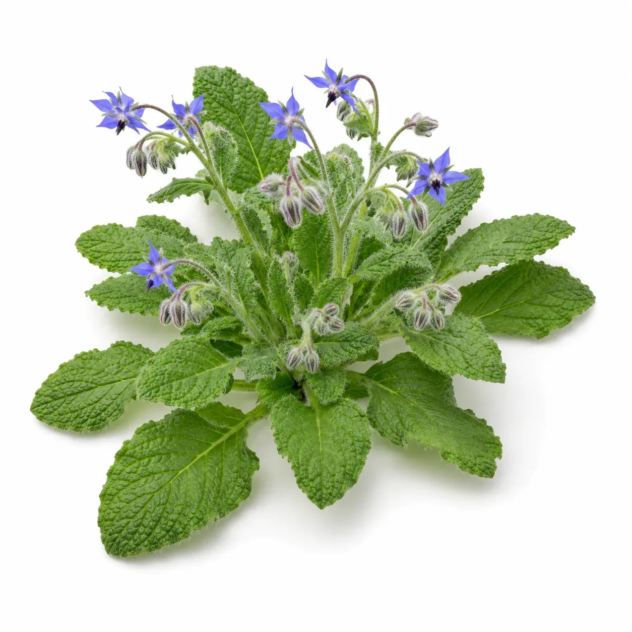 Borage Leaves (Borago officinalis)