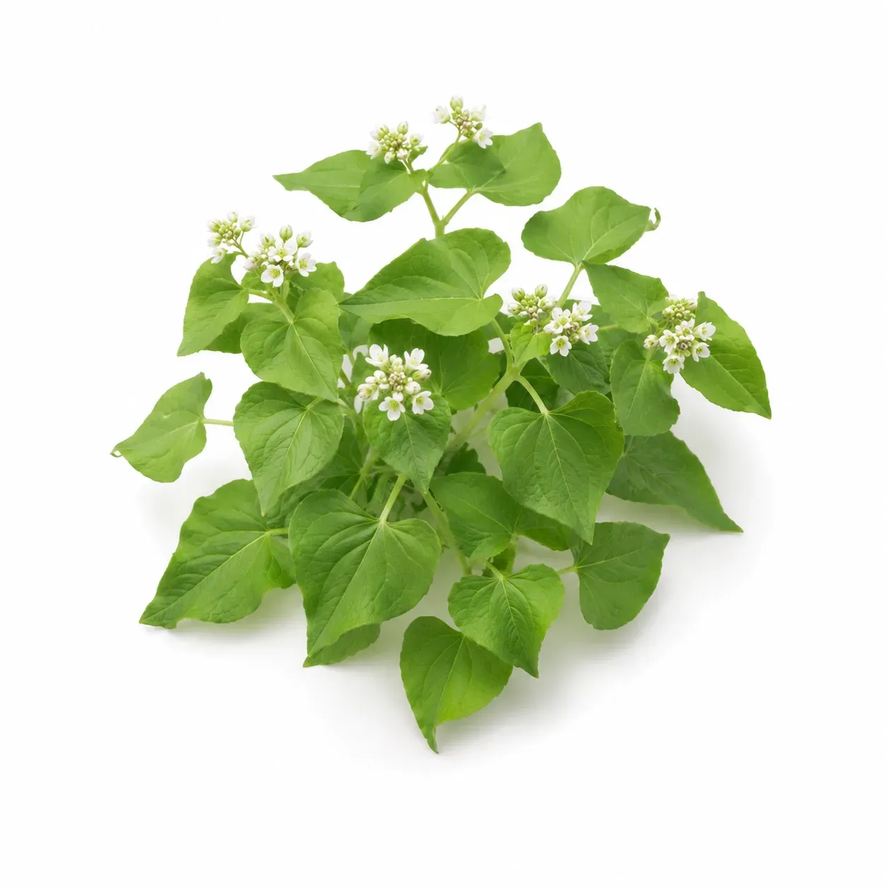 Buckwheat Leaves (Fagopyrum esculentum)