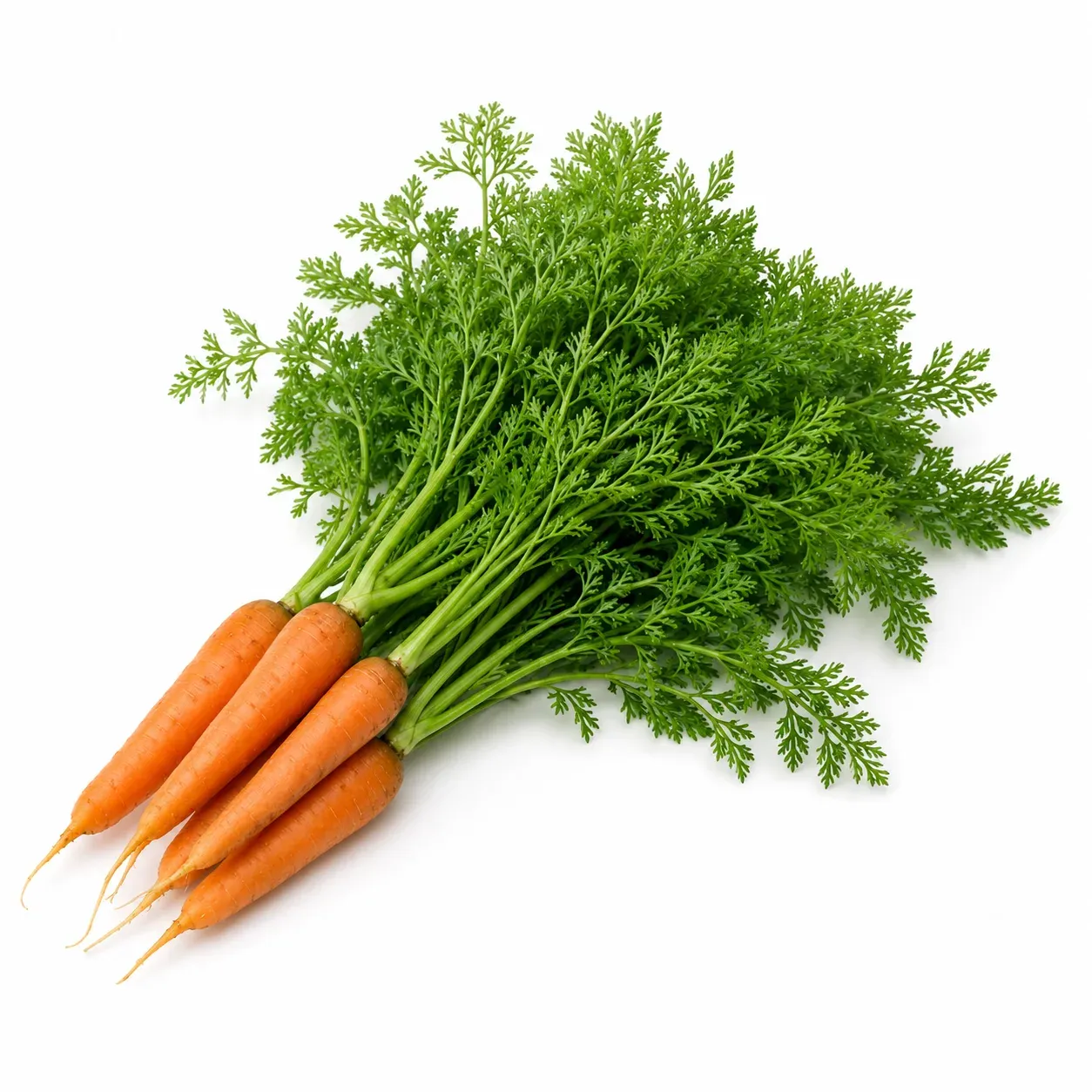 Carrot Tops