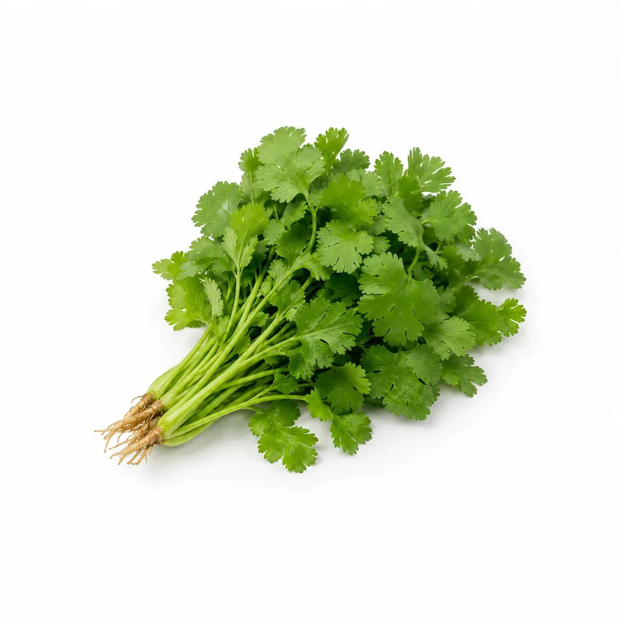 Cilantro