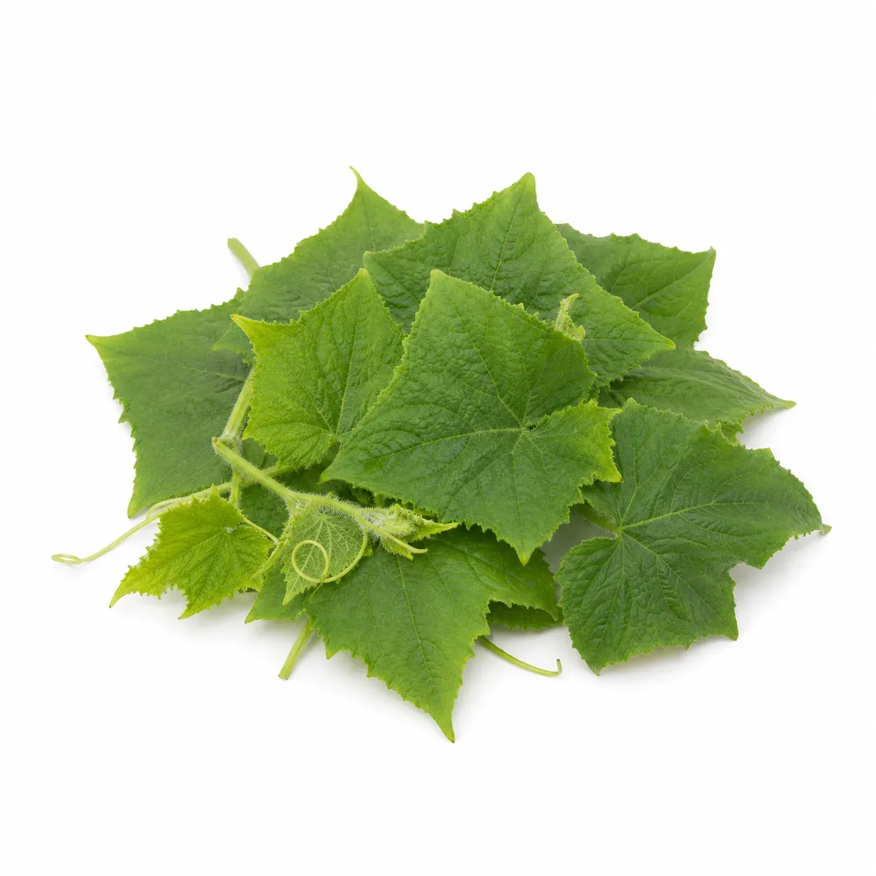 Cucumber leaves