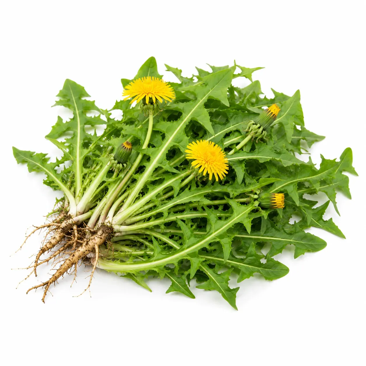 Dandelion