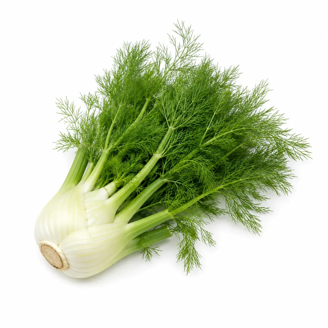 Fennel